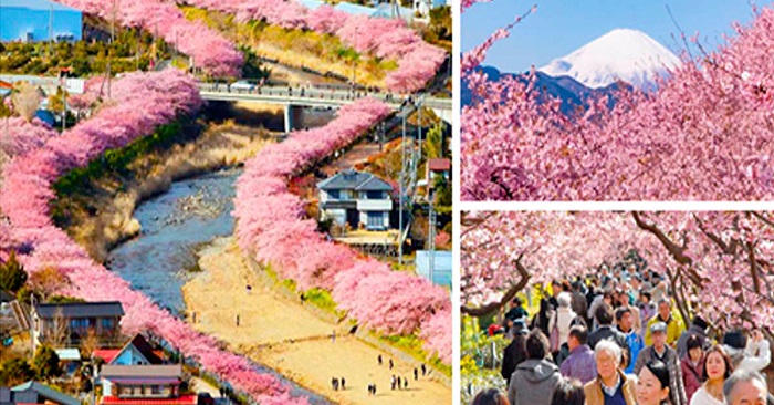 Körsbärsträden har precis börjat blomma i denna japanska staden – och bilderna är magiska.